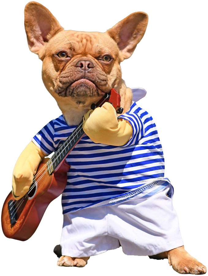 French Bulldog playing guitar